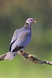 Band-tailed Pigeonborder=